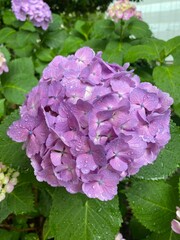 The beautiful purple hydrangeas covered with raindrops, the rainy season in Tokyo Japan year 2022 June 6th
