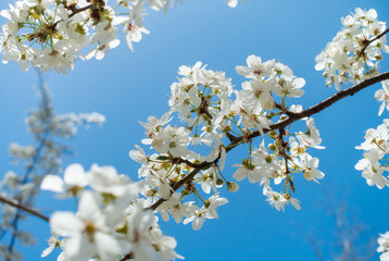 Flowering cherry against a blue sky. Cherry blossoms. Spring background