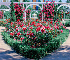 a rose garden