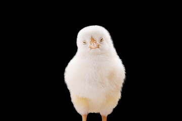white sleepy chick on black background