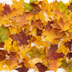 Naklejka na ściany i meble Closeup of Bright multicolored maple leaves lying on wooden background. Top view of the red, orange, yellow and green leaves of the maple. Bright colors of Autumn.