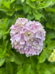Fototapeta premium Light purple and yellow color hydrangeas blossom at the park of Ueno Tokyo downtown city year 2022 June 6th