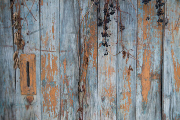 Wooden background with old paint and a branch of maiden grapes.