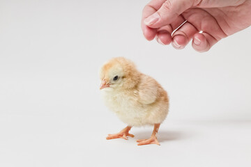little yellow chick and human hand on white background