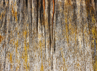 Abstract layered wood texture. Wooden background with cracked paint and mold. 