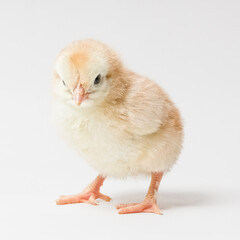 little yellow chicken stands on a white background