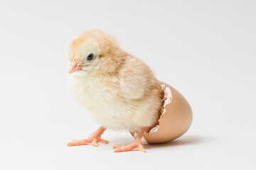 little yellow chick sits in an eggshell on a white background