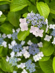 The hydrangeas season summer 2022, white petals with hint of purple, Ueno park Tokyo Japan June 6th
