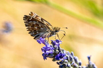 hespérie de la passe-rose
