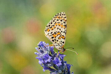 mélitée du bouillon blanc