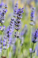 Obraz premium lavande