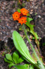 Devils paintbrush (Hieracium aurantiacum), close up of the flower head