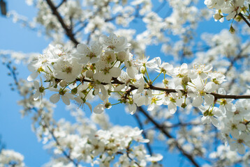 Flowering cherry against a blue sky. Cherry blossoms. Spring background