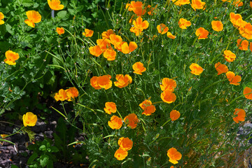 California Poppy (Eschscholzia californica)