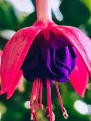 Pink fuchsia close-up. Home flower fuchsia hybrida. Gardening and growing plants in pots.