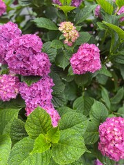 Hydrangea season in Tokyo Japan, beautiful fuchsia color blossom, on the street of Tokyo Japan year 2022 June 6th rainy day