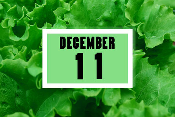 calendar date oncalendar date on the background of green lettuce leaves. December 11 is the eleventh  day of the month