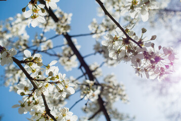 Flowering cherry against a blue sky. Cherry blossoms. Spring background