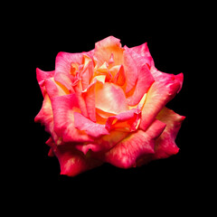 One red-yellow rose, isolate on black. Square