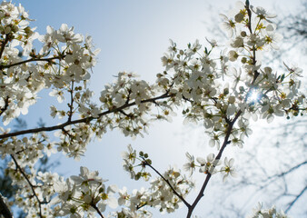 Flowering cherry against a blue sky. Cherry blossoms. Spring background