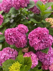 Hydrangea season in Tokyo Japan, beautiful fuchsia color blossom, on the street of Tokyo Japan year 2022 June 6th rainy day
