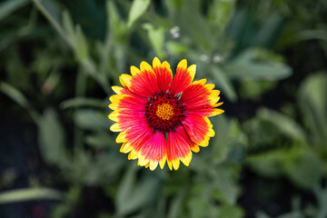 Gerbera flower on a green background, shot from above.