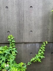 The ivy grows against the gray concrete structure, the street of Tokyo Japan on a rainy day year 2022 June 6th