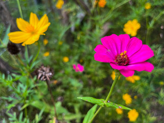 Beautiful Zinnia and Cosmos flowers in the garden with its purple and yellow flowers