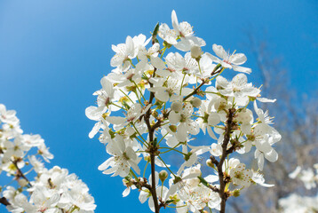 Flowering cherry against a blue sky. Cherry blossoms. Spring background