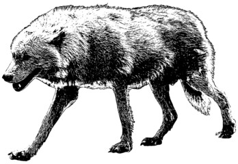 Wolf walking vector illustration in black on white background 