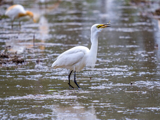Egrets fishing, An egret preys on a small fish in a spring ploughing rice field in Qingpu, Shanghai  