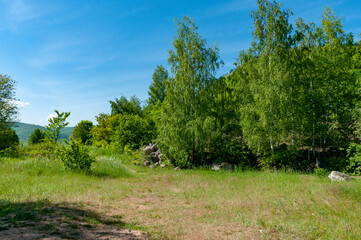 A forest in Samarskaya Luka National Park!