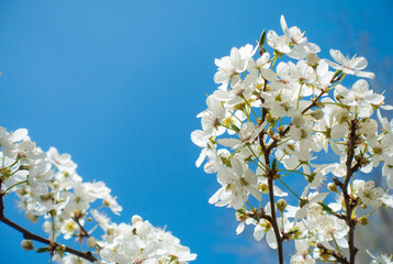 Flowering cherry against a blue sky. Cherry blossoms. Spring background