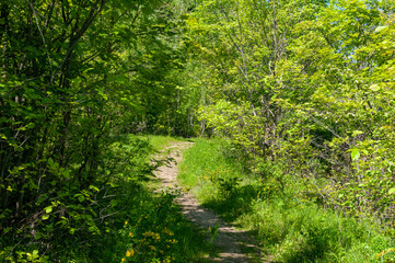 A forest in Samarskaya Luka National Park!