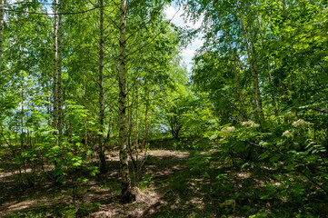 Fototapeta na wymiar A forest in Samarskaya Luka National Park!