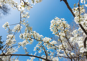 Flowering cherry against a blue sky. Cherry blossoms. Spring background