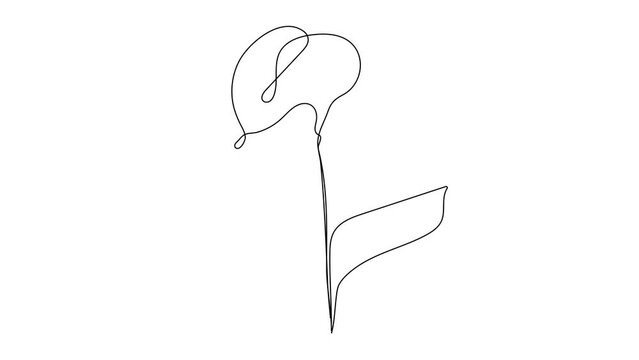 Boho floral, flower violet, cornflowers video in line art style. Botanical wall art abstract clip. Ethnic tribal tulips in hand drawn style with bohemian line motion