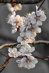 Obraz premium A thin branch of a fruit tree strewn with flowers.