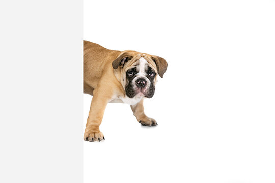 Brown color bulldog posing isolated on white studio background. Concept of animal, breed, vet, health and care