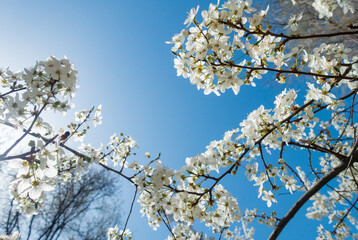 Flowering cherry against a blue sky. Cherry blossoms. Spring background