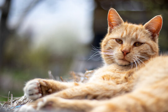 Close-up of a red domestic cat resting peacefully in the hay on a warm summer day. A funny orange striped cat basks in the sun. A cute pet is basking under the spring sun on dry grass. copy space.
