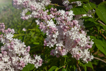 A branch of blooming pink and white lilac against a background of green foliage