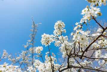 Flowering cherry against a blue sky. Cherry blossoms. Spring background