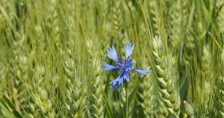 Centaurea cyanus, commonly known as cornflower or bachelor's button in the wheat field
