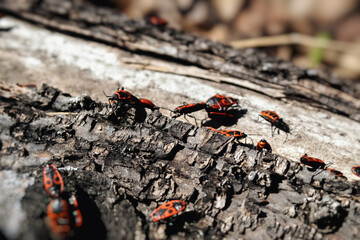 Red-black beetles crawl out from under bark of tree.