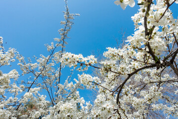 Flowering cherry against a blue sky. Cherry blossoms. Spring background