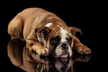 Studio shot of sand color dog, bulldog isolated over black studio background. Concept of motion, beauty, fashion, breeds, pets love, animal