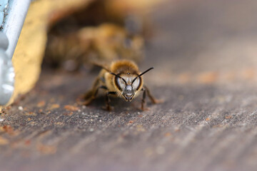 bee at the entrance of a hive 