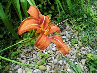 Lys orange (3)