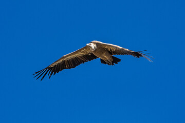 Griffon vultures, Gyps fulvus flying around the Serrania de Cuenca at Una, Spain.